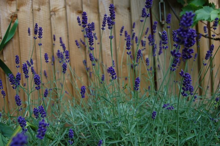 Lavanda blu