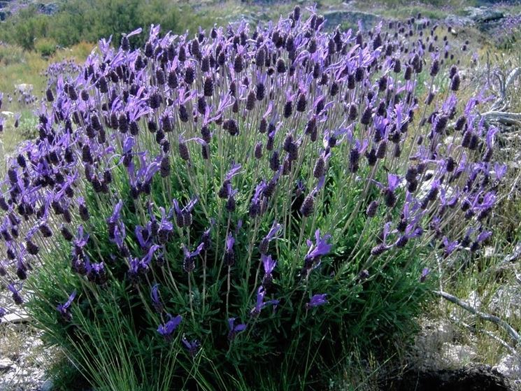 Lavandula stoechas