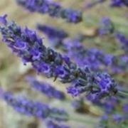 talea lavanda