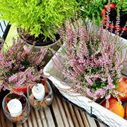 balcone ottobre