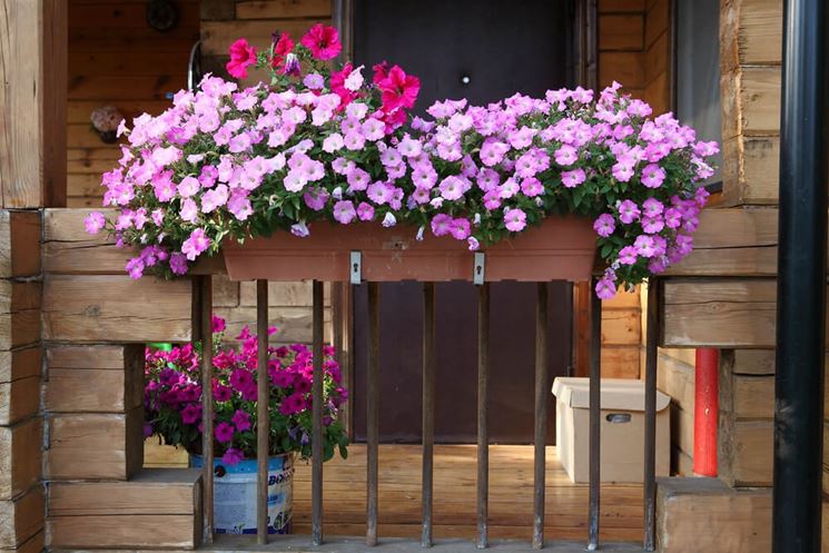 balcone di surfinie