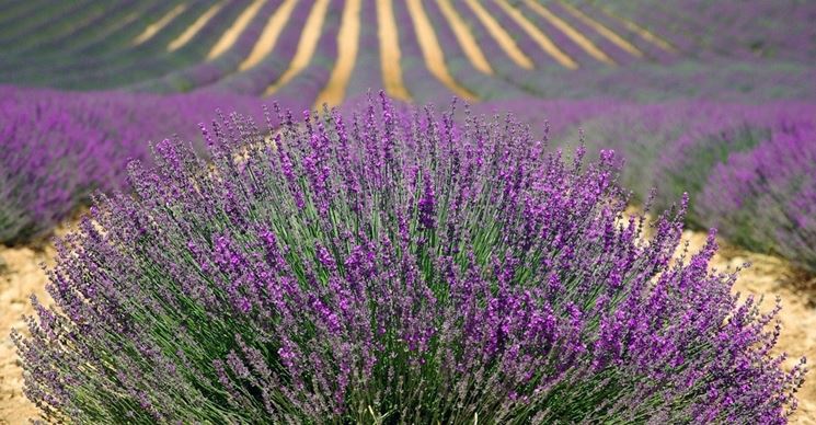 lavanda