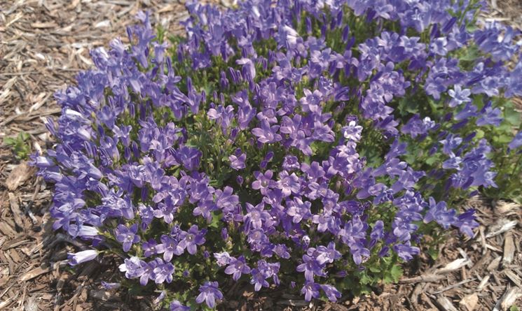 lithodora