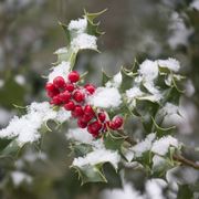 giardino a dicembre