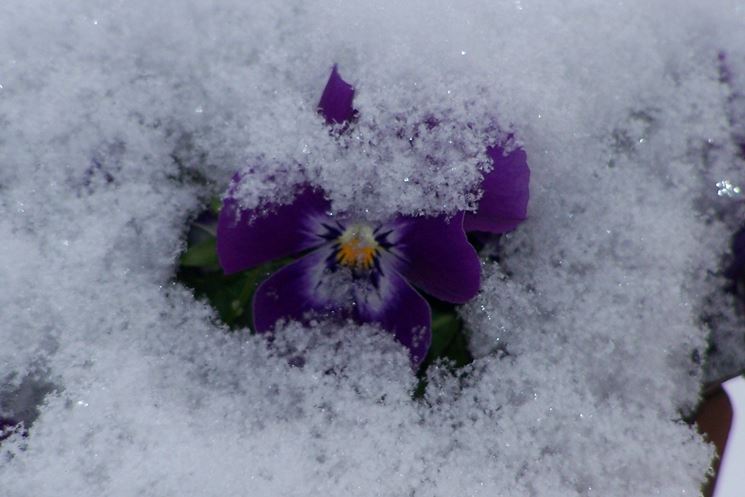 fiori invernali