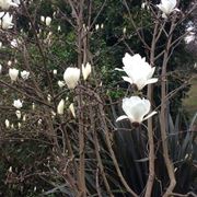 magnolia fioritura