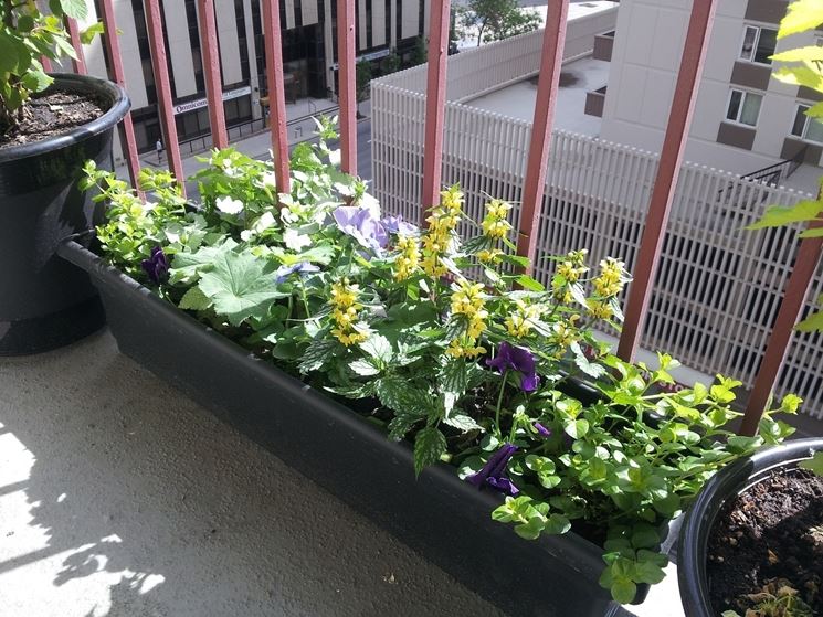 fiori per balcone marzo