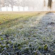 prato in inverno