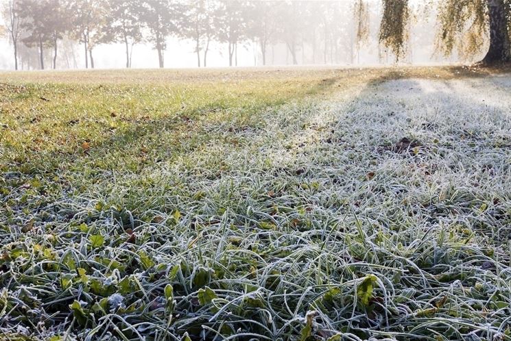 prato in inverno