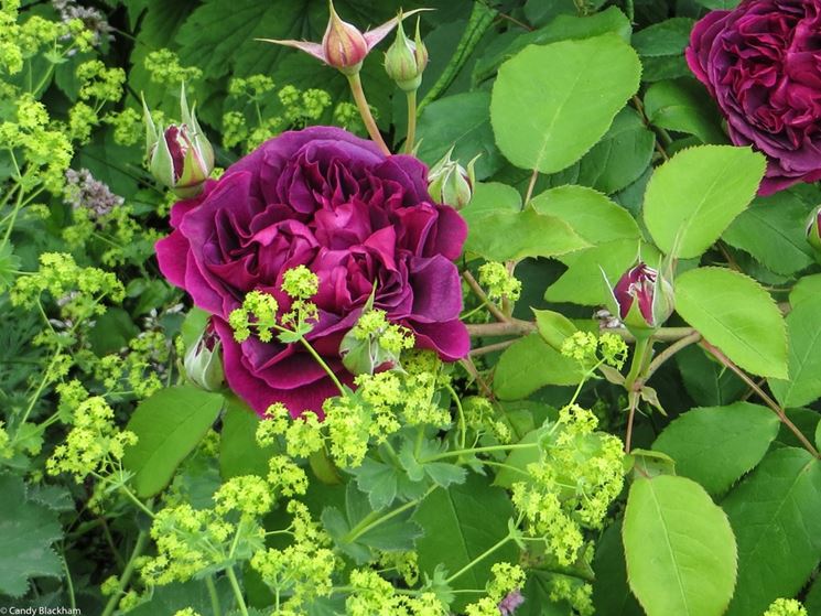 rose giugno