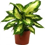  dieffenbachia