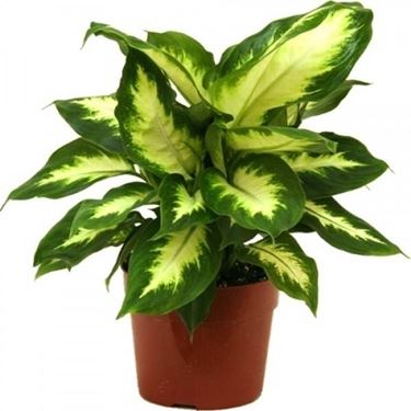  dieffenbachia