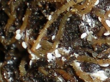 malattia