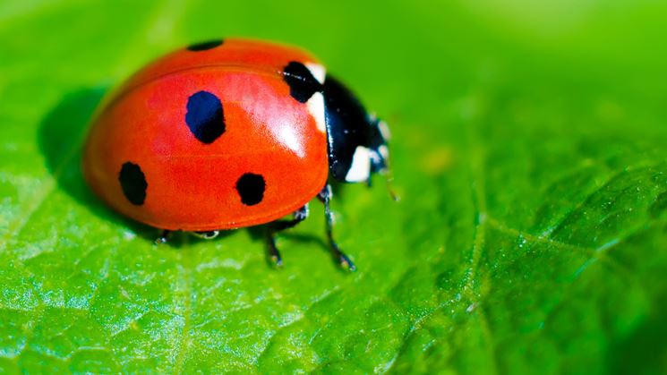 Coccinella