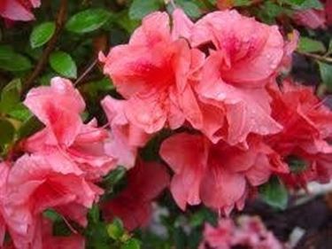 azalea