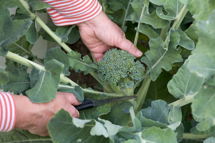 Raccolta broccolo calabrese