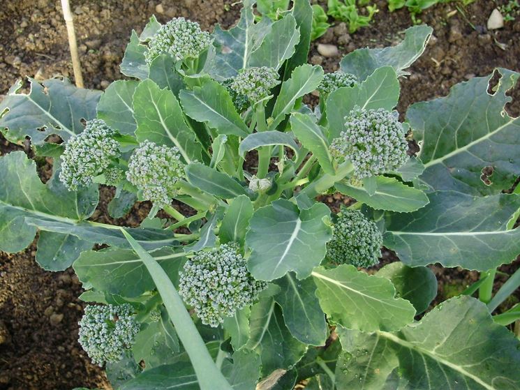 Parassiti broccoli