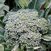 broccolo calabrese