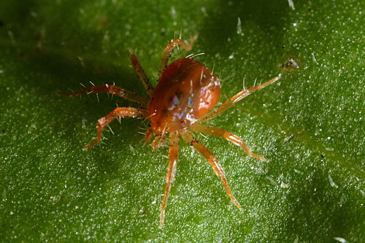 foglia di camelia attaccata da acari