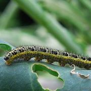 farfalla cavolaia