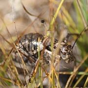 Cicala insetto