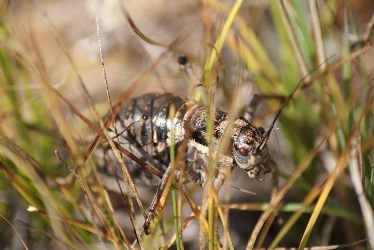 Cicala insetto