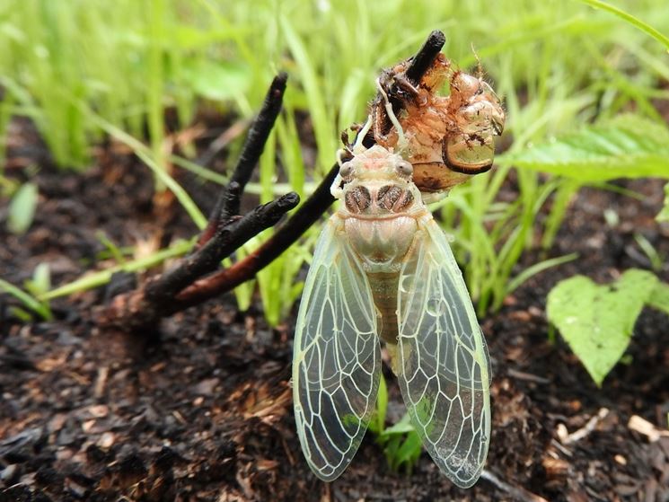 Cicala crisalide