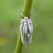 Esemplare di cocciniglia