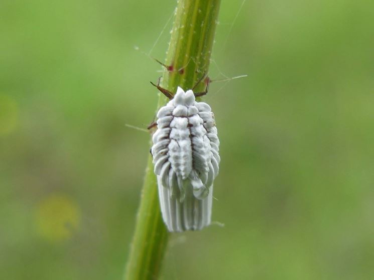 Esemplare di cocciniglia