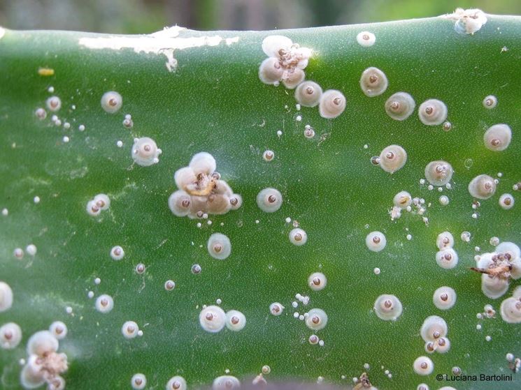 Infestazione di cocciniglia su pianta grassa