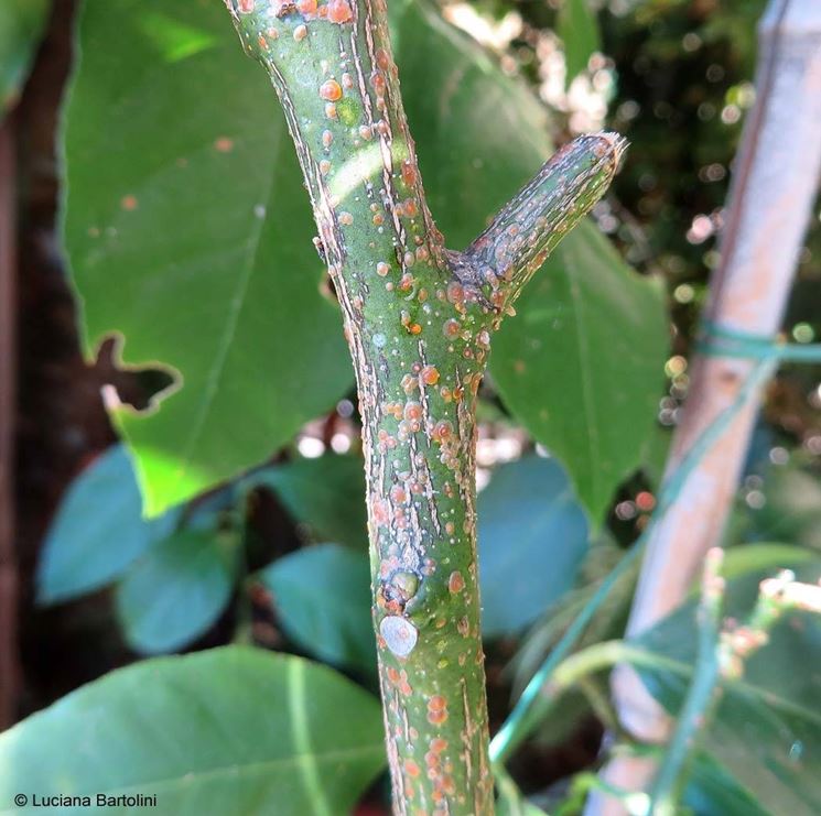 Infestazione da cocciniglia su pianta di limone