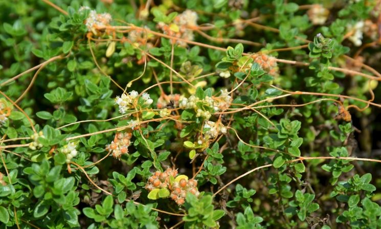 Fiori frutti cuscuta