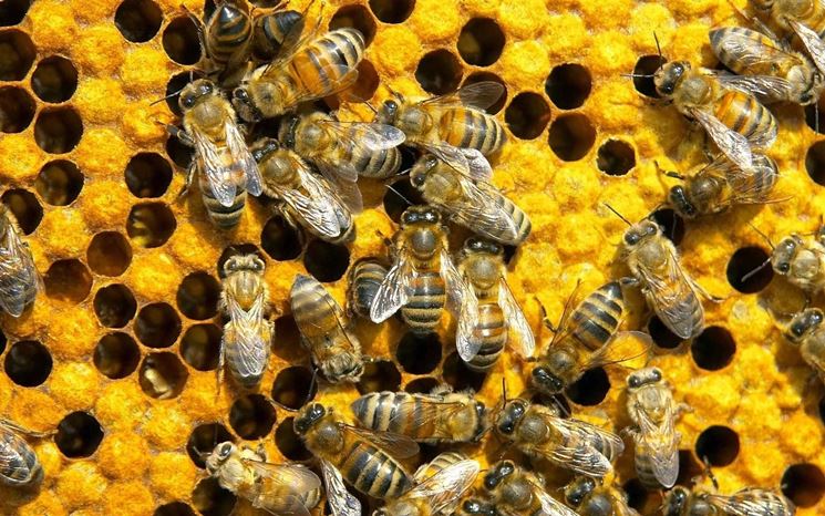 Dove vanno le api in inverno
