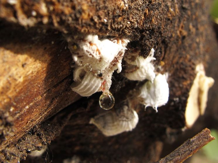 attacco di cocciniglia