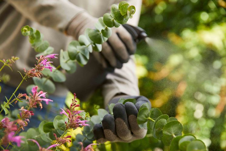 rimedi naturali di COMPO per la protezione delle piante