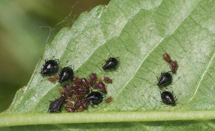 Foglia ciliegio afidi nere