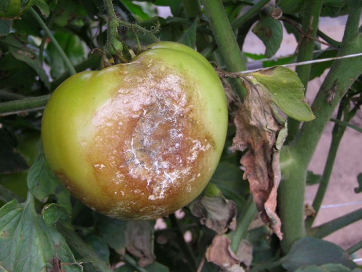 Peronospora pomodoro