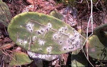 foglia pianta grassa malata