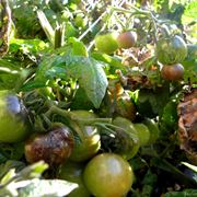 Pianta pomodoro ammalata