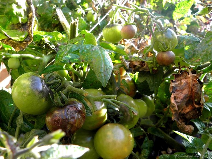 Pianta pomodoro ammalata