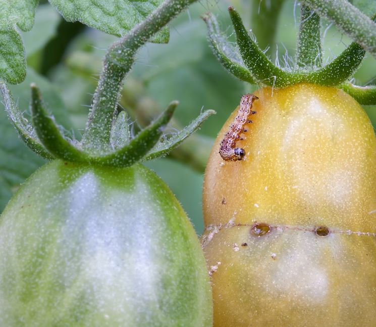 Insetto infesta pianta pomodori