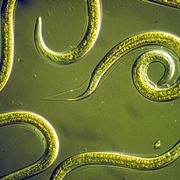 Larve nematodi