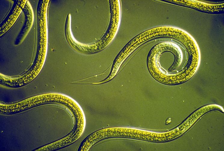 Larve nematodi