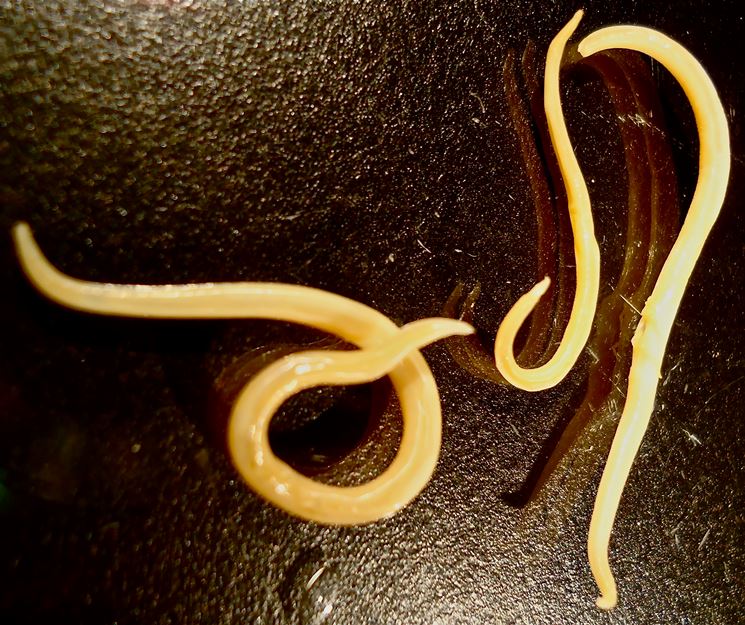 Aspetto nematodi