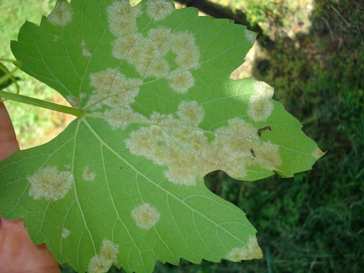 Muffa causata peronospora