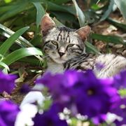 gatto su fiori