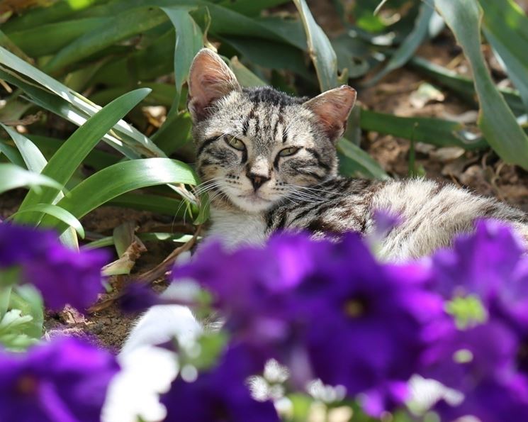 Piante repellenti per gatti - Parassiti e Malattie - Piante contro