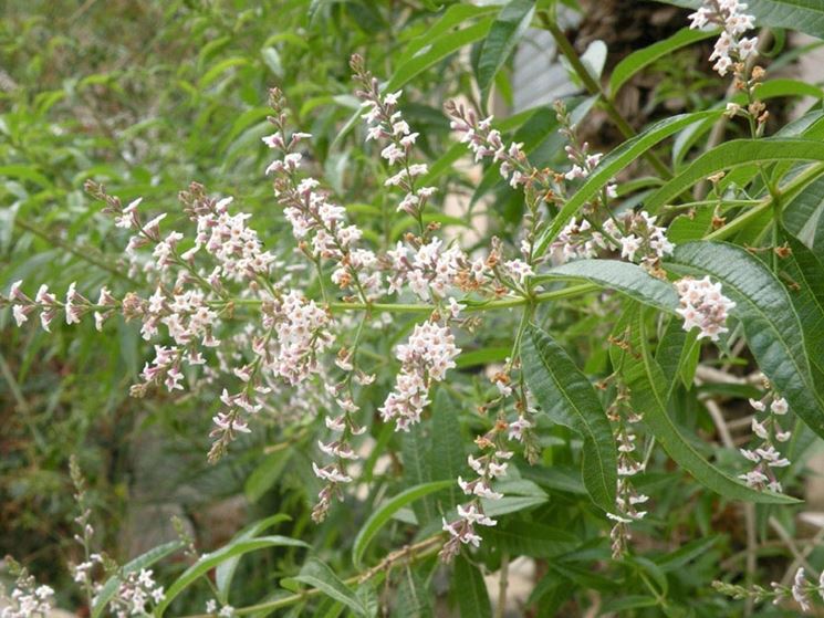 Verbena odorosa