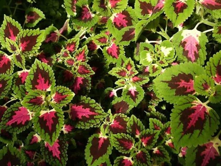 Coleus