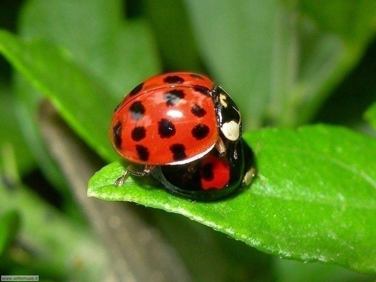 Coccinelle...in pausa